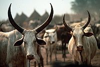 Nil - Fluss der Götter [DVD], 1