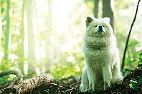 Chiko - Eine Freundschaft fürs Leben [Blu-ray], 3