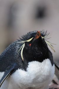 Patagonien - Von Camarones bis Darwins Rock [Blu-ray], 9