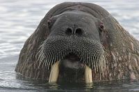 La planète blanche [Blu-ray], 1