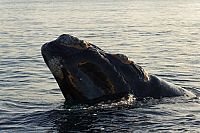 Die fantastische Reise unserer Erde  [Blu-ray 3D], 4