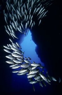 Unsere Ozeane [Blu-ray], 5