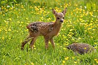 Ein Igel namens Hogi [DVD], 9