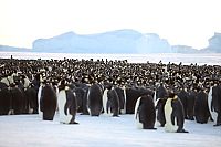 Pengi und Sommi - Die neue Reise der Pinguine [Blu-ray], 8