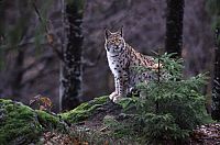 Wildes Europa - Geo Edition [DVD], 8