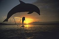 Die Könige der Ozeane [DVD], 4