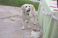 Ein Hund rettet den Sommer [DVD], 3