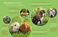 Zwergkaninchen, 4