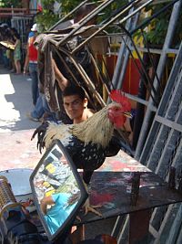 Faszination Insel - Kuba  [DVD], 1