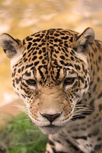 Die grosse Enzyklopädie unserer Erde - Nord- und Südamerika  [Blu-ray 3D], 8