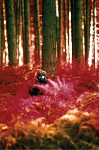 28 days later [DVD], 3