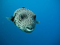 Tauchen - Faszinierende Unterwasserwelten [Blu-ray 3D], 3