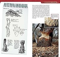 Tierspuren erkennen & bestimmen, 4