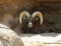 Weltnaturerbe USA - Grand Canyon Nationalpark [Blu-ray 3D], 5