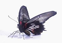 Bugs! - Abenteuer Regenwald [Blu-ray 3D], 3