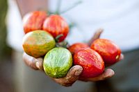 Fair Food - Genuss mit Verantwortung [DVD], 5