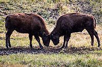 Weltnaturerbe USA - Yellowstone Nationalpark  [Blu-ray 3D], 6