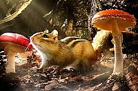 Hidden Kingdoms - Im Königreich der kleinen Tiere [Blu-ray], 7