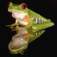 Frösche in Gefahr - Thin Green Line [Blu-ray], 4