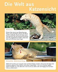Katzensprache - Verhalten erkennen & verstehen, 3