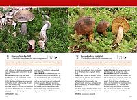 Welcher Pilz ist das?, 4