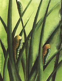 Die kleine Raupe, die kein Schmetterling werden wollte, 2