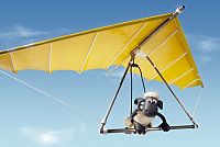 Shaun das Schaf - Der Drachenflieger [DVD], 1