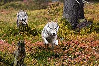 Ailos Reise [Blu-ray], 7