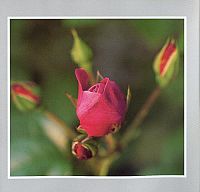 Liebe ist stärker als der Tod, 1