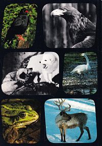 Tierpark Dählhölzli Bern, 1