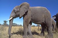 Das Leben der Säugetiere [DVD], 3