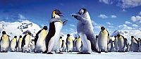 Happy Feet [DVD], 2