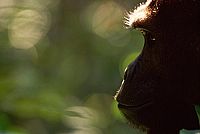 National Geographic - Königreich der Affen [DVD], 3