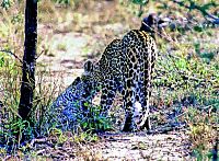 Im Königreich der Raubkatzen - Cats of Prey [DVD], 1