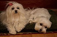 Die drei Hundketiere retten Weihnachten [DVD], 4