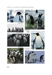 Pole, Packeis, Pinguine, 3