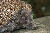 Ein Igel namens Hogi [DVD], 7