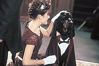 Die schönsten Hundefilme [DVD], 7