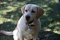 Ein Hund rettet Ostern  [DVD], 6