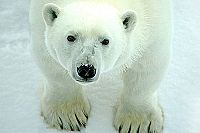 Seen on IMAX 3D: Bären - Magie in der Wildnis [DVD], 4