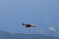 L'Aigle et l'enfant [Blu-ray], 2