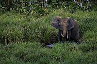 Das Geheimnis der Bäume  [DVD], 6
