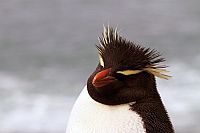 Patagonien - Von Camarones bis Darwins Rock [Blu-ray], 4