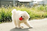 Chiko - Eine Freundschaft fürs Leben [Blu-ray], 9