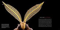 National Geographic - Photo Ark Insects, 4