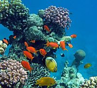 Tauchen - Faszinierende Unterwasserwelten [Blu-ray], 6