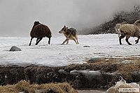 Unter Bestien - Der alte Mann und die Wölfe [DVD], 6