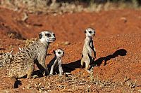 Neues von den Erdmännchen [Blu-ray 3D], 8