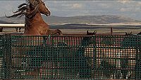Wild Mustang [DVD], 2