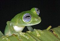 Frösche in Gefahr - Thin Green Line [Blu-ray], 1